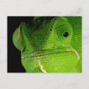 Zoek naar groen hoofd briefkaarten Dier