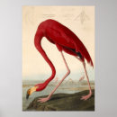 Zoek naar amerikaanse flamingo posters Vogel