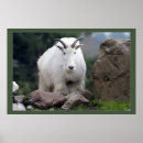 Zoek naar geit fotografie Natuur