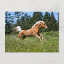 Zoek naar palomino paard briefkaarten Equine