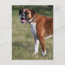 Zoek naar boxer dog briefkaarten Staand