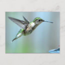 Zoek naar roofvogel briefkaarten Vlucht