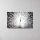 Zoek naar pauw kunst Zwart wit