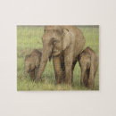Zoek naar aziatische olifant puzzels Bedreigd