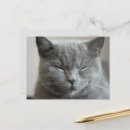 Zoek naar katten gezicht briefkaarten Foto