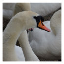 Zoek naar white swan kunst Natuur
