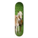 Zoek naar paarden skateboards Schattig