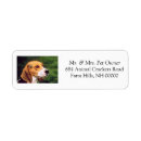 Zoek naar cute beagle puppy posters Puppies