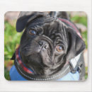 Zoek naar zwarte pug muismatten Schattig