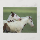 Zoek naar paard afbeelding briefkaarten Foto