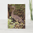 Zoek naar reiger kaarten Fotografie