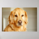 Zoek naar portraits kunst Golden retriever