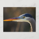 Zoek naar reiger briefkaarten Moeras