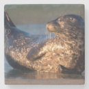 Zoek naar zoogdieren onderzetters Ocean