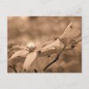 Zoek naar sepia bloemen briefkaarten Fotografie