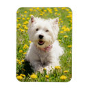 Zoek naar westie magneten Puppy