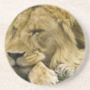 Zoek naar leeuw onderzetters Dier