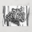 Zoek naar cheetah briefkaarten Waterverf