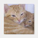 Zoek naar tablet magneten Tabby