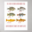 Zoek naar vis posters Forel