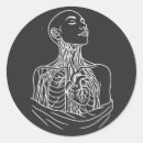 Zoek naar anatomische stickers Anatomie