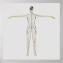 Zoek naar zenuwen posters Anatomie
