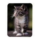 Zoek naar kitten magneten Dag