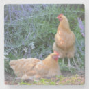Zoek naar kippen onderzetters Boerderij