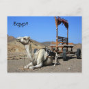 Zoek naar camel briefkaarten Egypte