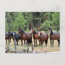 Zoek naar wild paarden briefkaarten Western