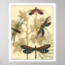 Zoek naar libellen posters Insecten