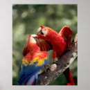 Zoek naar paarse papegaai kunst Wild