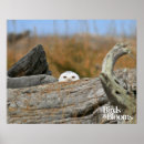 Zoek naar ornithologie posters Vogelfoto