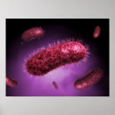 Zoek naar cytoplasma posters Gramnegatieve bacteriën
