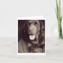 Zoek naar chocolade labrador retriever kaarten Puppy