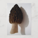 Zoek naar mushroom briefkaarten Morel