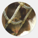 Zoek naar orang oetan stickers Primaat