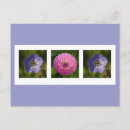 Zoek naar geranium briefkaarten Zomer