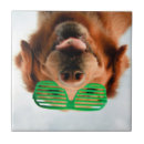Zoek naar hond afbeelding tegels Grappig