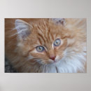 Zoek naar langharige kat posters Tabby