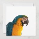Zoek naar ara uitnodigingen Vogel