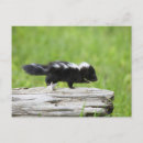 Zoek naar stinkdier briefkaarten Bos