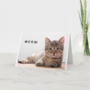 Zoek naar verlies van een kat kaarten Elk persoon