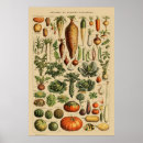 Zoek naar botanische druk posters Vintage