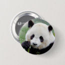 Zoek naar beren buttons Panda