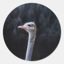 Zoek naar grappige struisvogel stickers Dier