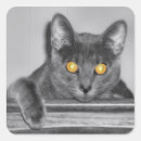 Zoek naar kattenoog stickers Voor iedereen