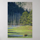 Zoek naar kalf posters Natuur