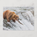 Zoek naar bruine beer briefkaarten Alaska