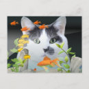 Zoek naar grappige goudvis briefkaarten Katten